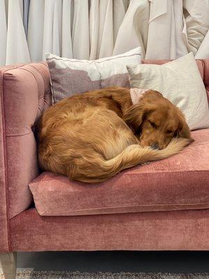 Shop dog Georgie will be frequently found sleeping on her favorite couch!