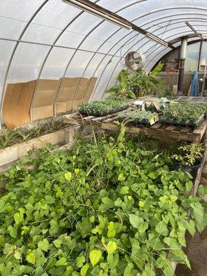 Interior of one of the greenhouses on property