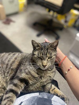 Sable the shop cat.