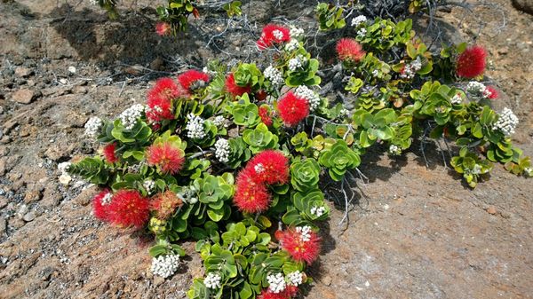 Ohia Lehua, Hawaii Volcanoes National Park