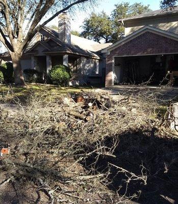 Tree trimming cleanup