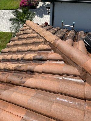 Roof cleaning