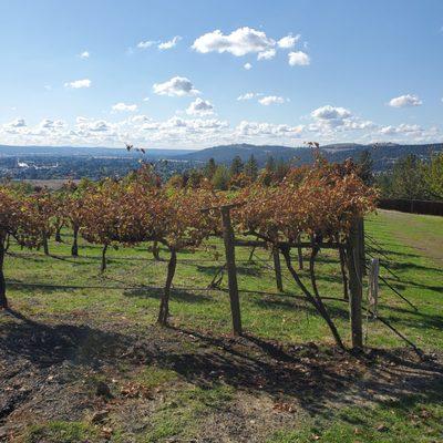 A view of the vineyards and Spokane!