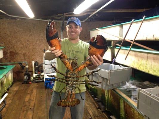 Rockport Lobster