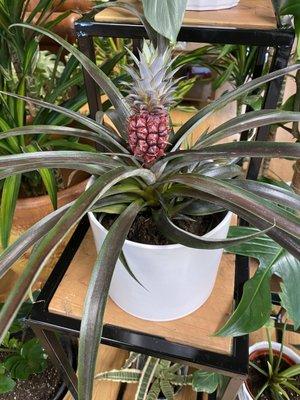 Pineapple plant