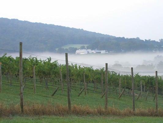 Great views of the blue ridge mountains and adjacent to vineyards!