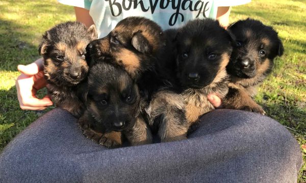 More German Shepherd puppies from our latest litter (Feb 2017)