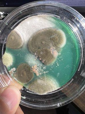 Mold from a home test kit after supposed remediation.