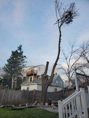 Take down large Norway maple back yard.