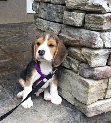 Winston, the new baby beagle