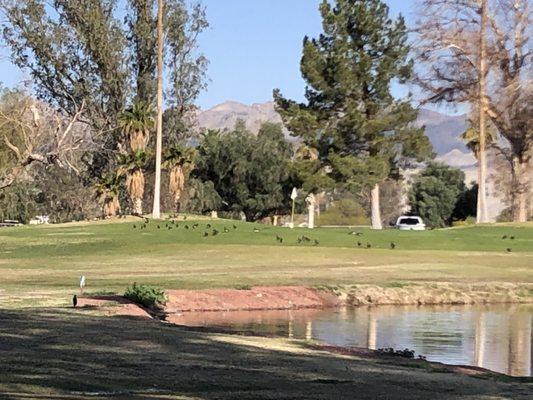 Lots of wildlife. Missed them all in a single row crossing 4th green.