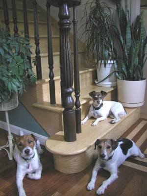 Company Mascots at home on an Olde Tyme Craftsmen-finished stairway