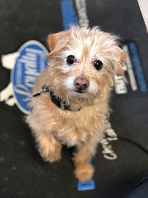 Oliver waiting for treats