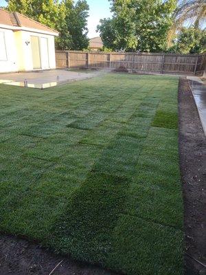 Sod installation