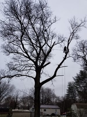 Ironwood Tree Care