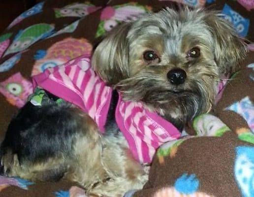 Cullen after being groomed. It's totally okay for a male dog to wear pink. I wear pink. Got a problem with that?