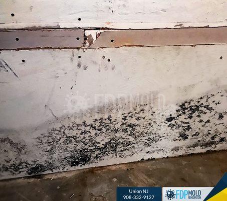 FDP Mold Remediation of Union