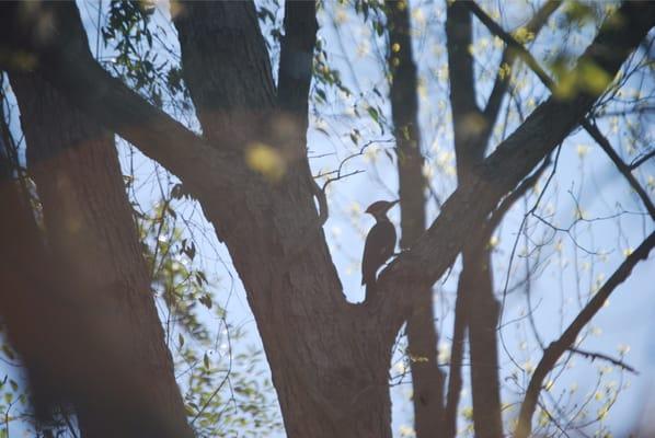 A pileated woodpecker spotted from our kayak while exploring the creek.