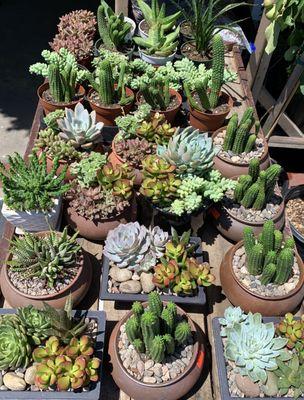 Various Succulent Arrangements