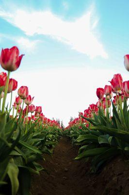 Photo at The Wooden Shoe Tulip Farm