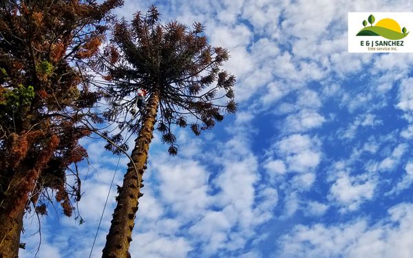 Removal of dried monkey puzzle tree in back yard. Call E and J Sanchez Tree Service, we can help. (559) 304-1592  (559) 286-3982