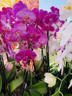 Orchids