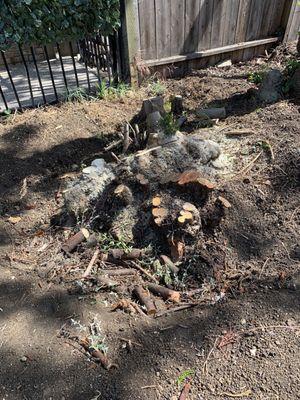 Tree stump