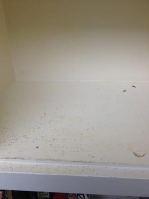 Lovely dead termites and termite poo at the lovely 8634 Falmouth location!