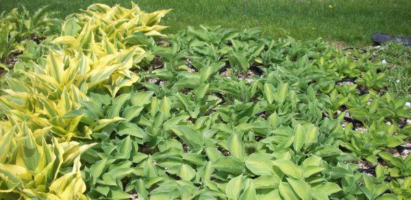 The Hosta Farm of Mendon