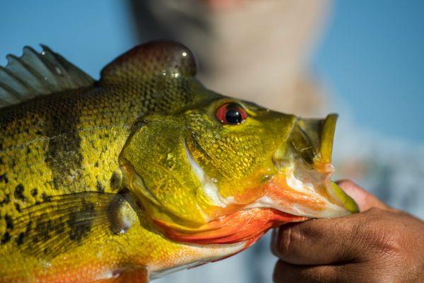 peacock bass in everglades back country