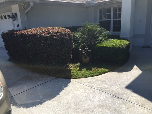 Hedge trimming - call for free estimates (386) 457-3194