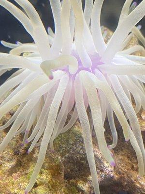 Saltwater Anemone