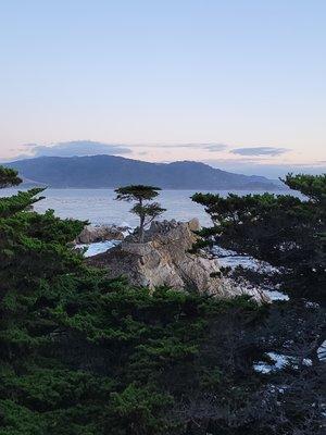 Lone Cypress