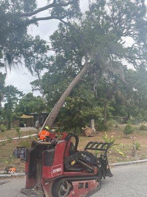 Emergency job pine tree broken at the bottom trunk and leaning heavy