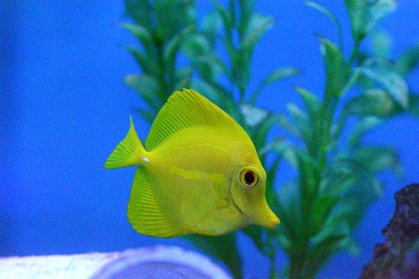 Yellow Tang