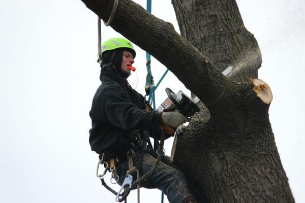 JR's Tree Service, LLC