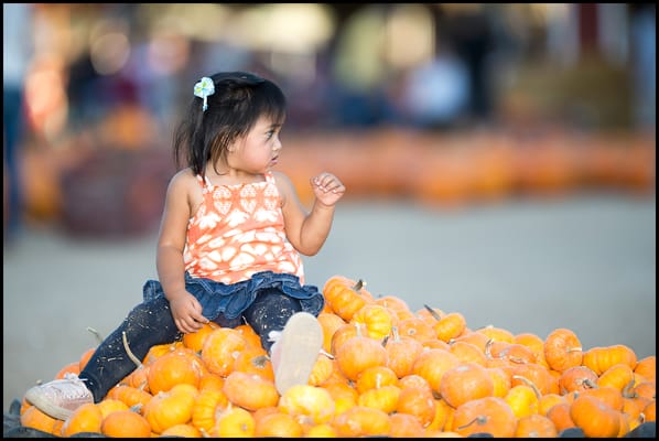 pile of small pumpkins