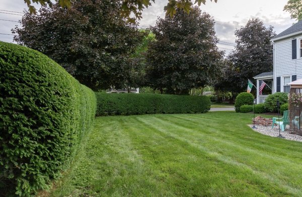 Sick of trimming your bushes? Let our knowledgeable crew take care of it for the best quality trimming around.