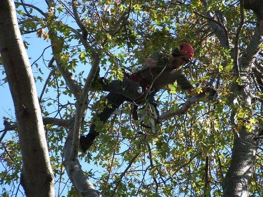 Tree Service Cary Tree Trimming