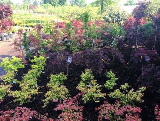 Japanese Maples