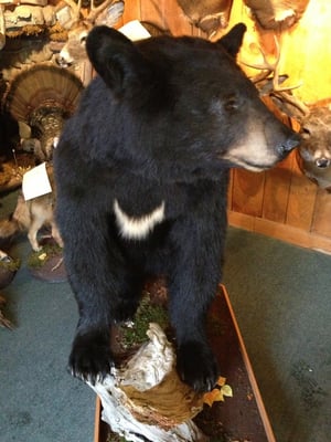 Full mount black bear