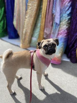 My partner in crime! She likes the sparkly fabric, too!