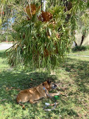 Chop under the Weeping Bottle Brush tree