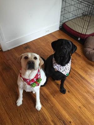 Tess and Cooper in their cute Christmas bandanas after their grooming session!