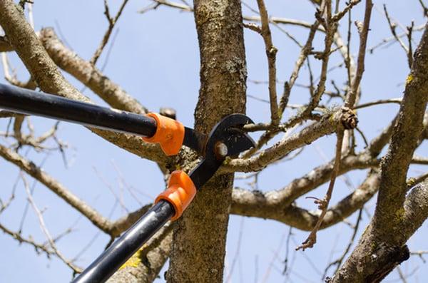 Tree Pruning