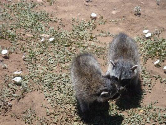 Keeping families together with live trapping