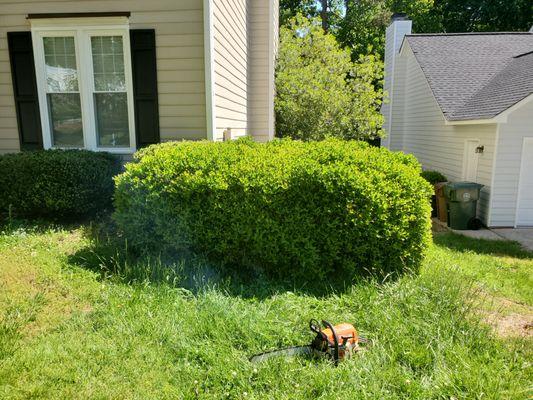 Bush removal and stump grinding