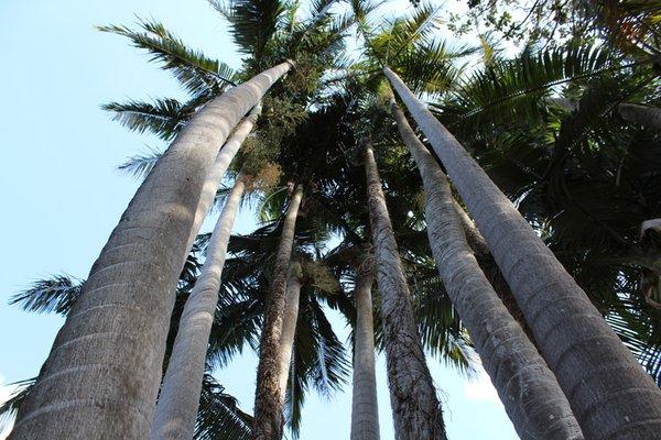 Royal Palms