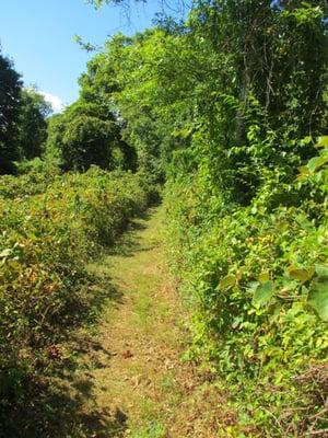 But the trail gets pretty narrow.