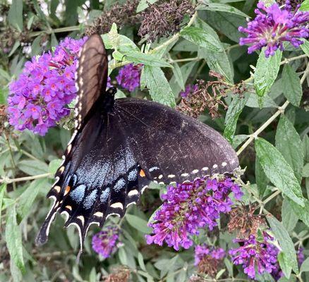 Landscaping visitor